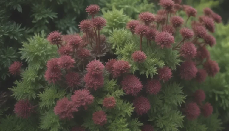 Comprehensive Guide to Growing and Caring for Sedum Plants