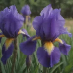 Ultimate Guide: Growing and Caring for Siberian Iris