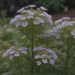 Everything You Need to Know about Growing and Caring for Jacob's Ladder (Greek Valerian)