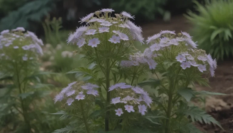 Everything You Need to Know about Growing and Caring for Jacob’s Ladder (Greek Valerian)