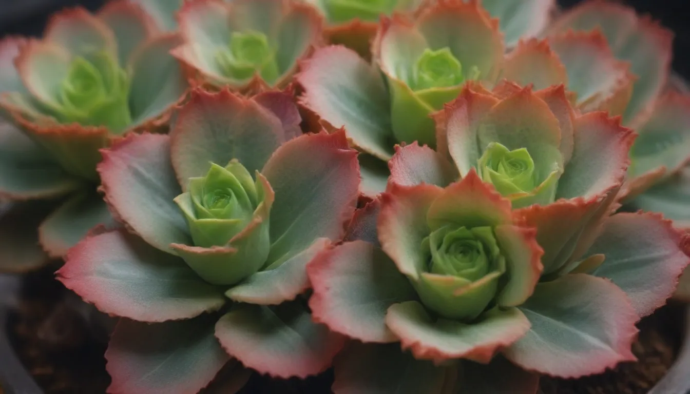 Ultimate Guide to Growing and Caring for Crassula Perforata