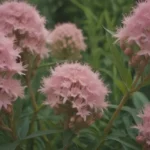 Everything You Need to Know About Growing and Caring for Swamp Milkweed