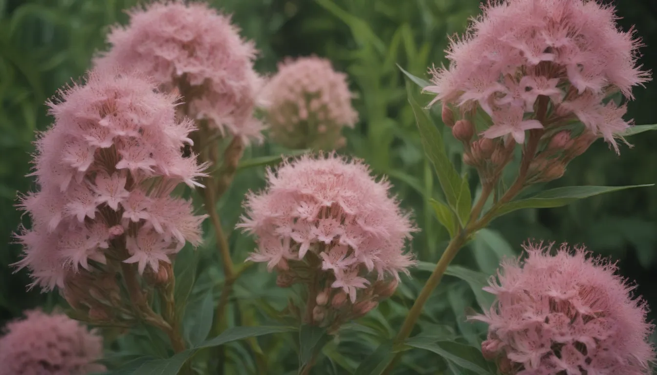 Everything You Need to Know About Growing and Caring for Swamp Milkweed