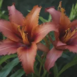 The Ultimate Guide to Growing and Caring for Gloriosa Lily