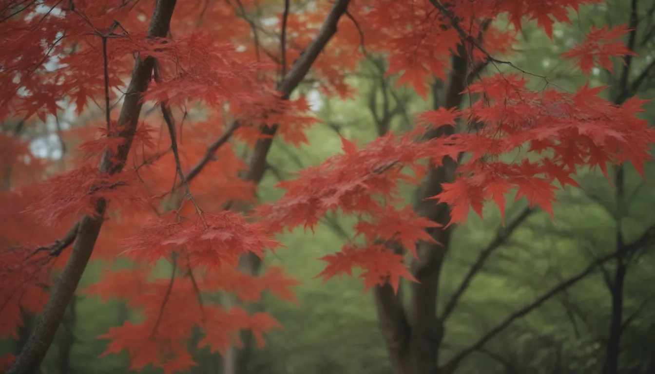 A Comprehensive Guide to Growing and Caring for Red Maple Trees