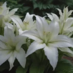 The Ultimate Guide to Growing & Caring for White Feather Plantain Lily (Hosta)