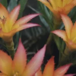 Everything You Need to Know About Growing Guzmania Bromeliads for Beautiful Blooms