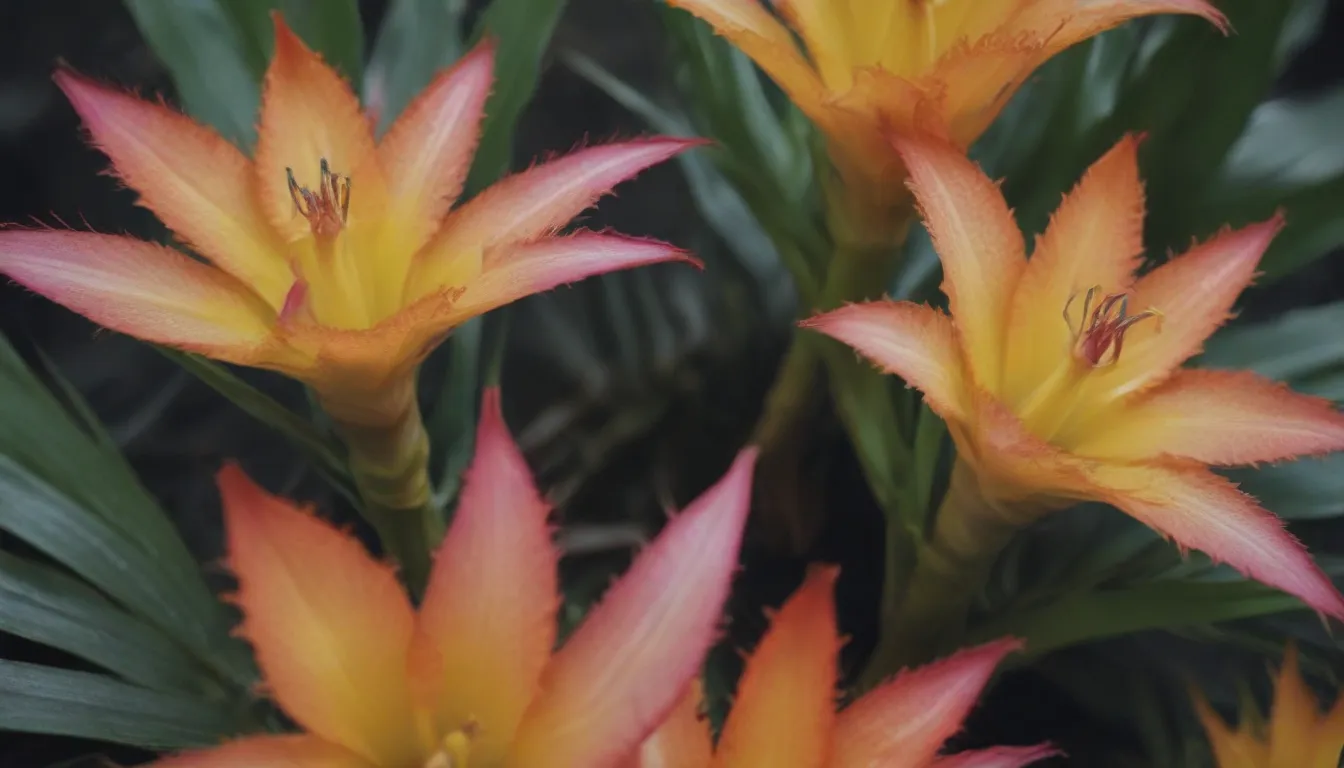 Everything You Need to Know About Growing Guzmania Bromeliads for Beautiful Blooms