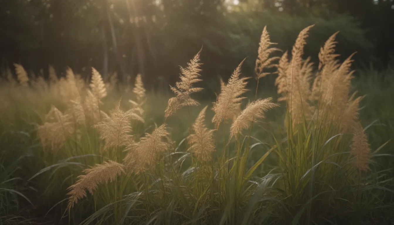 Everything You Need to Know About Growing and Caring for Golden Japanese Forest Grass