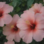 Hardy Hibiscus: Ultimate Plant Care & Growing Guide