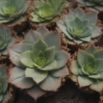 A Comprehensive Guide to Growing and Caring for Haworthia Cooperi Plants