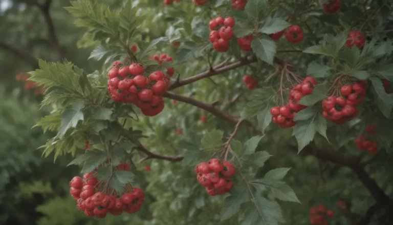 Comprehensive Guide to Growing and Caring for Hawthorn Trees