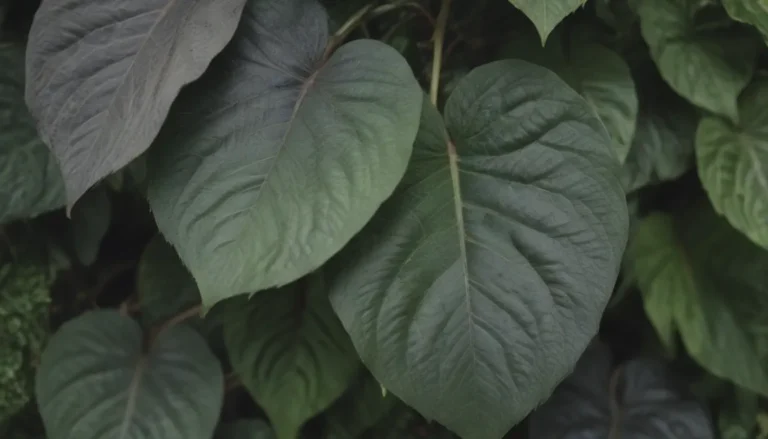 Show Your Home Some Love with These 20 Plants Featuring Heart-Shaped Leaves