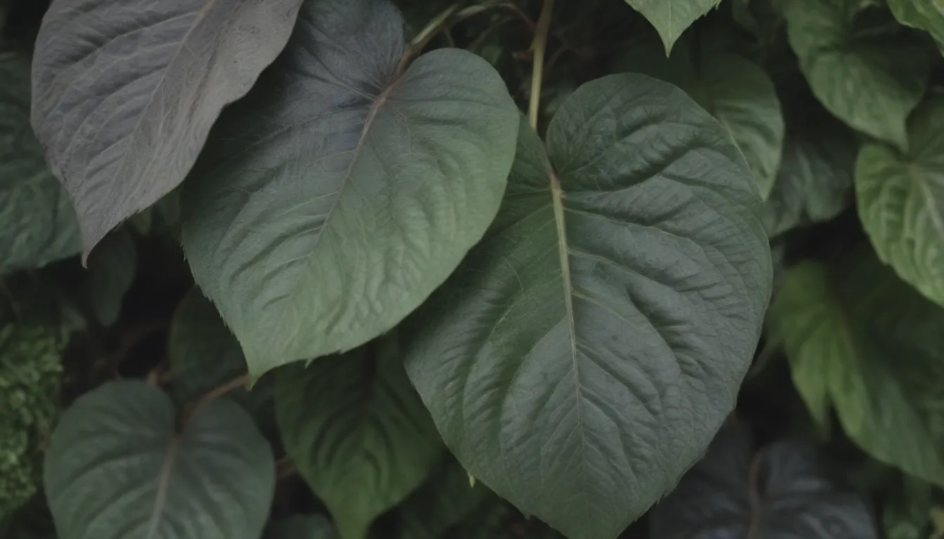 Show Your Home Some Love with These 20 Plants Featuring Heart-Shaped Leaves