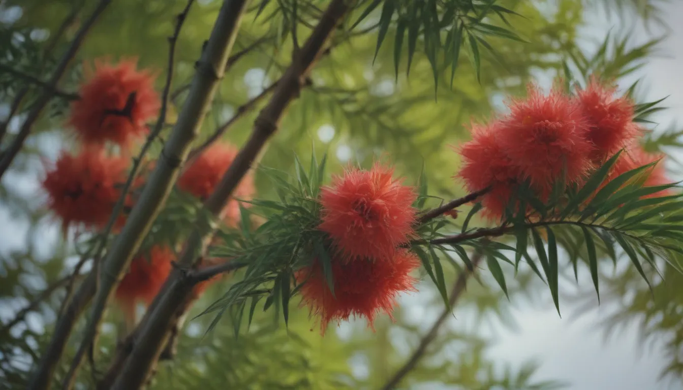 Everything You Need to Know about Growing Heavenly Bamboo