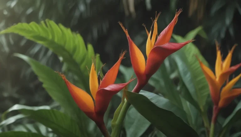 Everything You Need to Know About Heliconia Rostrata