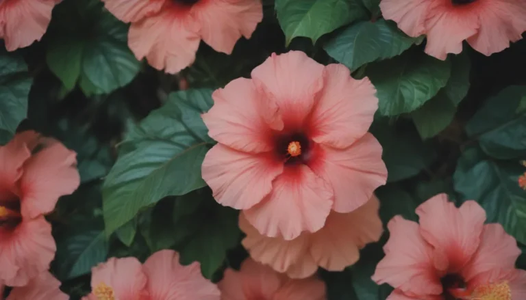 Comprehensive Guide: Growing and Caring for Hibiscus