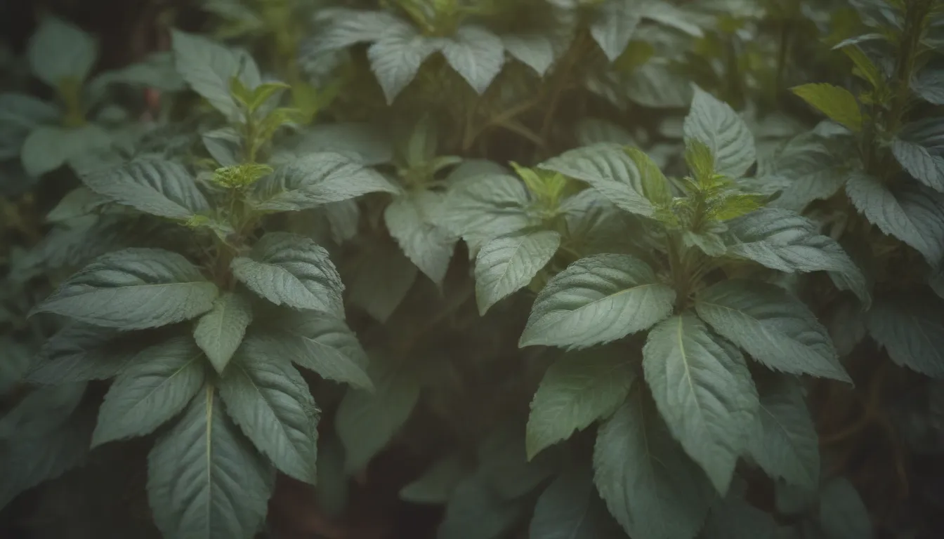 Comprehensive Guide to Growing and Caring for Holy Basil