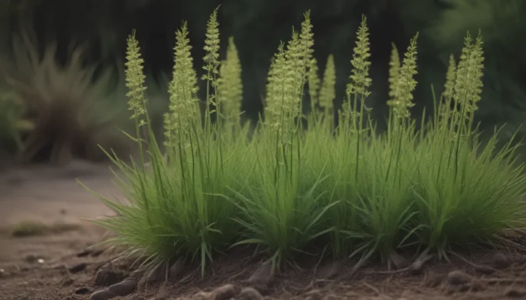 A Comprehensive Guide to Growing and Caring for Horsetail Plants