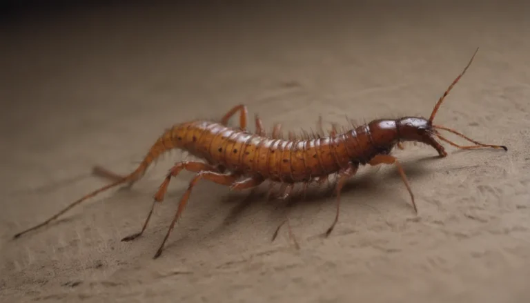 How to Control and Prevent House Centipedes