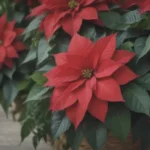 How to Extend the Lifespan of Poinsettias: Tips for Keeping Them Healthy and Vibrant