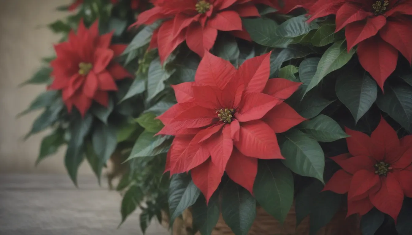 How to Extend the Lifespan of Poinsettias: Tips for Keeping Them Healthy and Vibrant