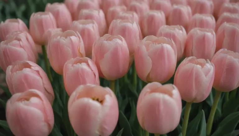 Everything You Need to Know About Tulips: From Garden to Vase