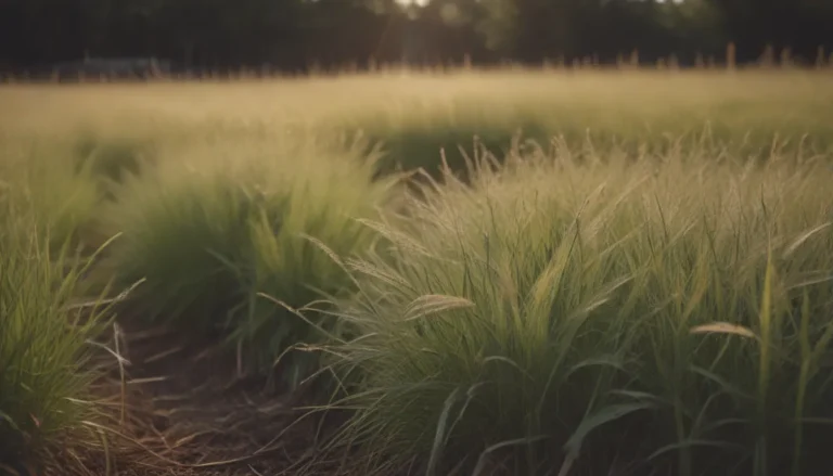 How Long Does Grass Seed Last?