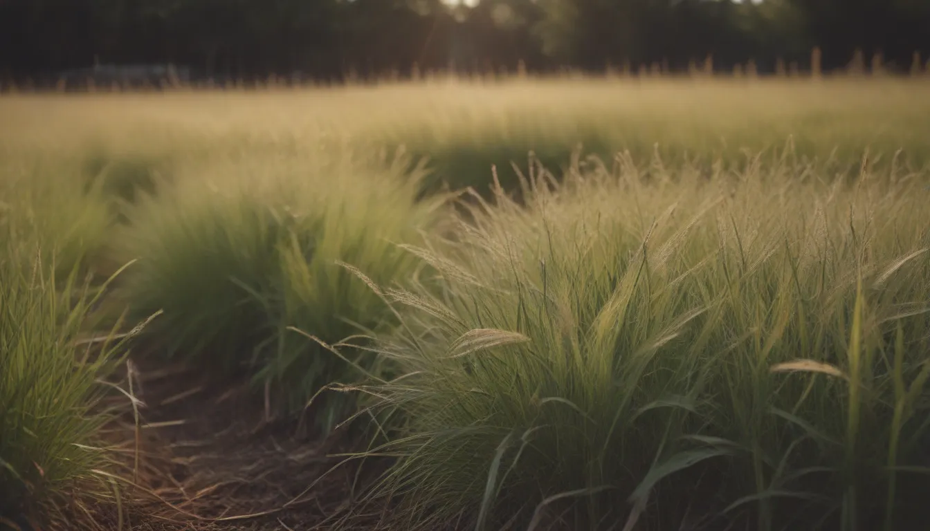 How Long Does Grass Seed Last?