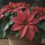 A Comprehensive Guide on How to Care for Your Poinsettia Plants