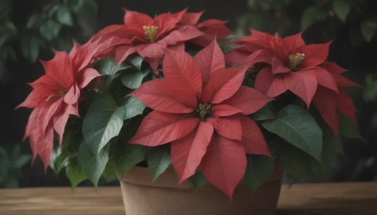 A Comprehensive Guide on How to Care for Your Poinsettia Plants