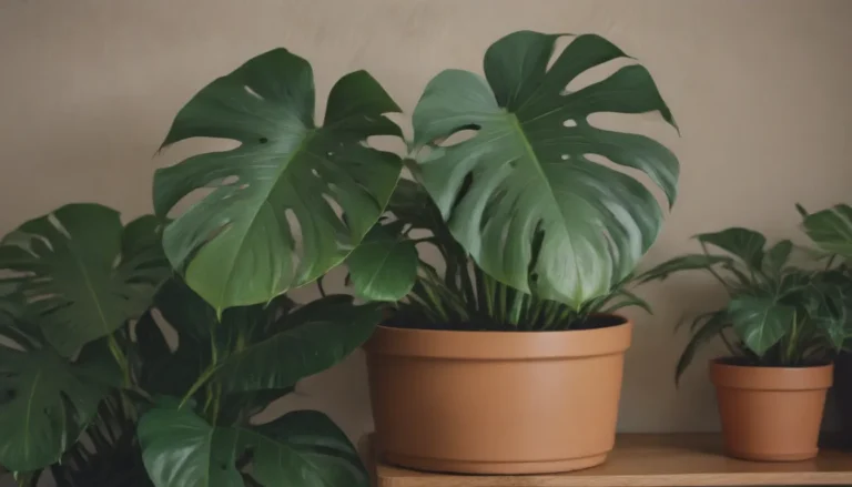 The Definitive Guide to Watering Your Monstera Plant