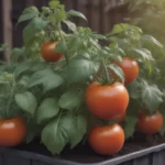 How to Properly Water Tomato Plants for Maximum Growth