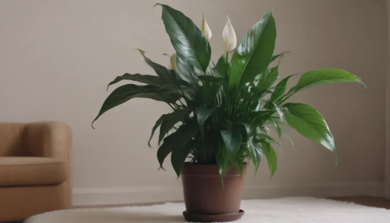 How to Properly Water Your Peace Lily