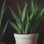 A Comprehensive Guide to Snake Plant Care: How Often to Water Your Snake Plant