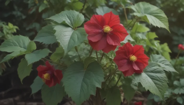 The Complete Guide to Growing and Caring for Abutilon Plants