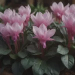 Ultimate Guide to Cyclamen Plant Care and Growing