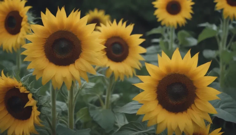 Everything You Need to Know About Growing and Caring for False Sunflowers