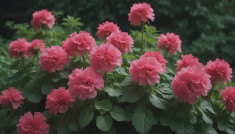 Everything You Need to Know About Deadheading Geraniums for Lush, Vibrant Blooms