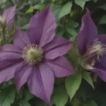 The Ultimate Guide to Identifying and Managing Clematis Wilt