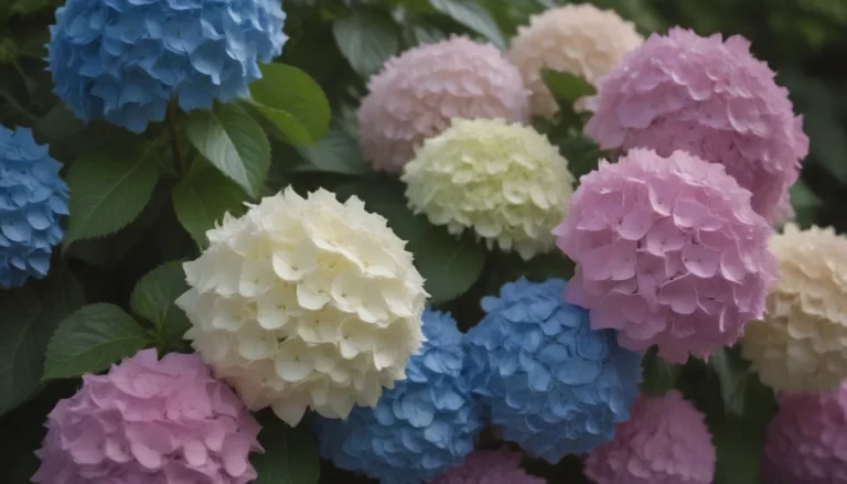 Everything You Need to Know About Choosing the Best Hydrangea Fertilizer