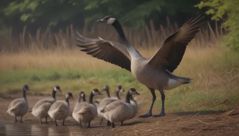 Effective Ways to Remove Canada Geese from Your Property