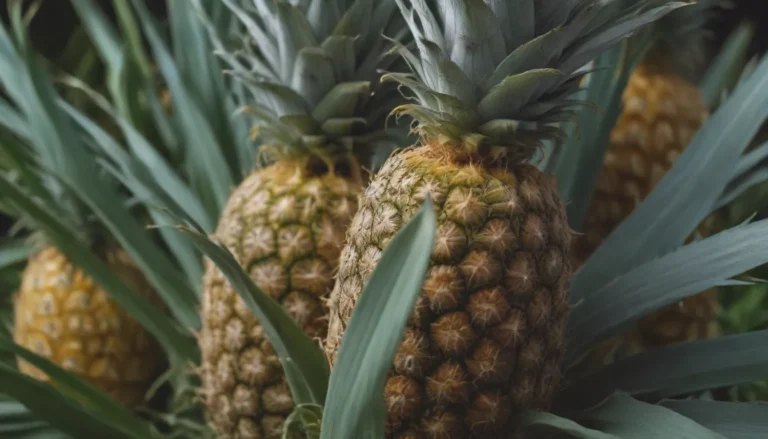 How to Successfully Grow Your Own Pineapple at Home