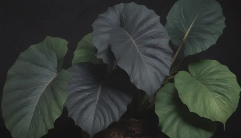 A Comprehensive Guide to Growing and Caring for Alocasia Black Velvet