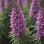 Everything You Need to Know About Growing and Caring for Angelonia