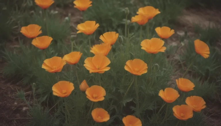 A Comprehensive Guide to Growing and Caring for California Poppies