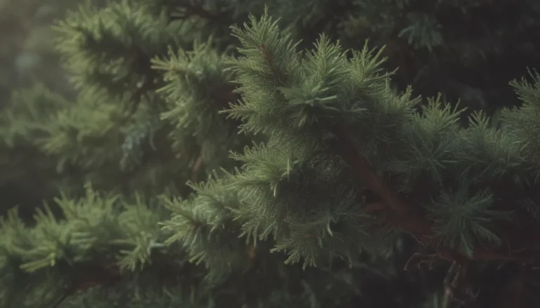 A Comprehensive Guide to Growing and Caring for Common Juniper