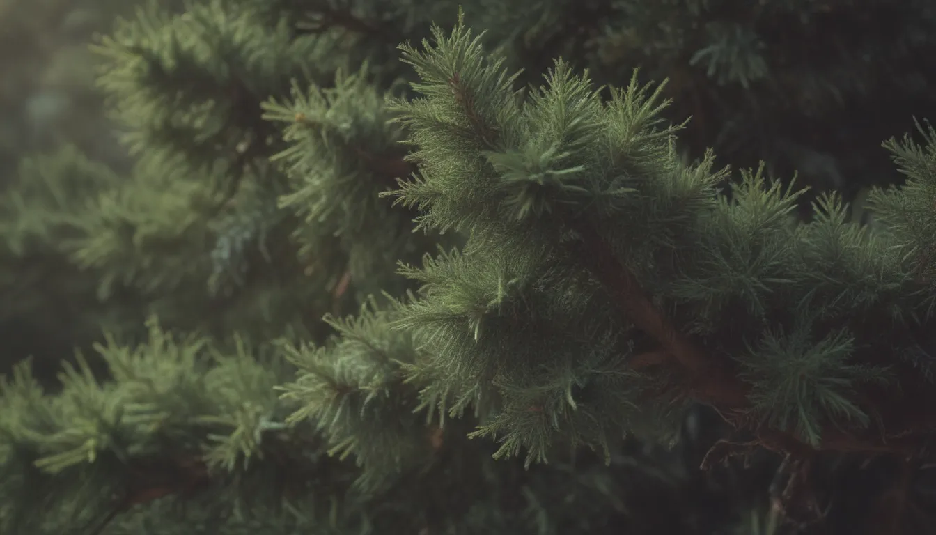 A Comprehensive Guide to Growing and Caring for Common Juniper