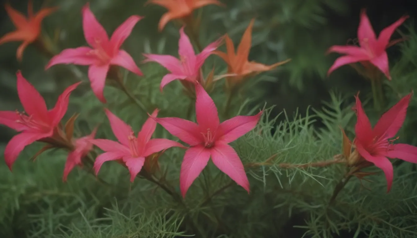 Comprehensive Guide to Growing and Caring for Cypress Vine