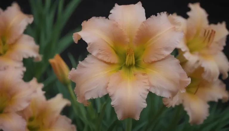 The Complete Guide to Growing and Caring for Daylilies